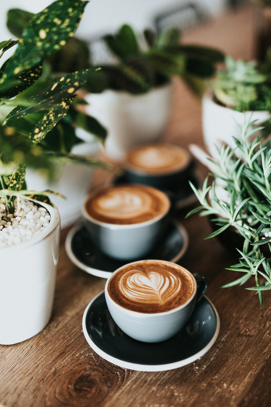 Coffee & plants